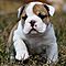 Cute-english-bulldog-puppies-available
