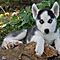 Siberian-husky-puppies-for-good-and-caring-home