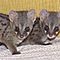Perfect-litters-of-male-and-female-rusty-spotted-genets-fennec