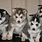 Iberian-husky-puppies-ready-for-good-home