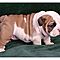 Outstanding-akc-registered-english-bull-dog-puppies