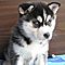 The-siberian-husky-is-a-strong-compact