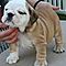 Playful-english-bulldog-puppies-for-rehoming