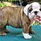 Angelic-english-bulldog-puppies-for-adoption